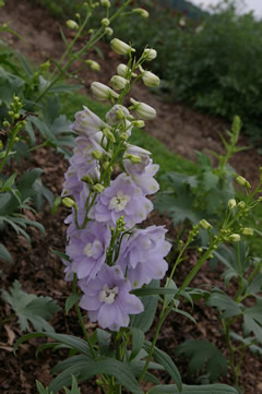 Delphinium 'Candle Lavender Shades'