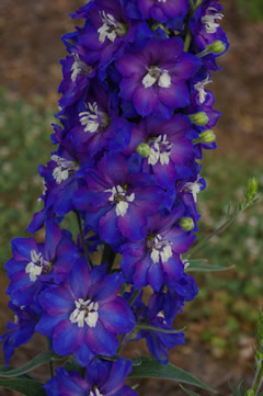 Delphinium 'Candle Violet Shades'