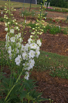 Delphinium 'Candle White Shades'