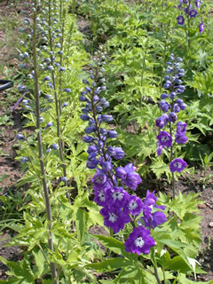 Delphinium 'Guardian Blue'