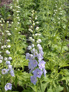 Delphinium 'Guardian Lavender'