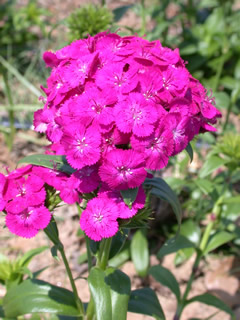 Dianthus 'Amazon Neon Duo'