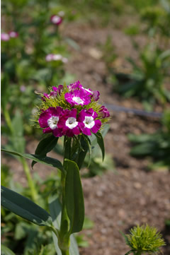 Dianthus 'Radiant Purple Eye'