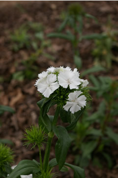 Dianthus 'Radiant White'