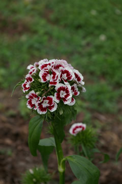 Dianthus 'Radiant White with Ring'