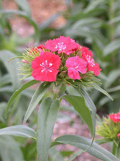 Dianthus 'Sweet Coral'