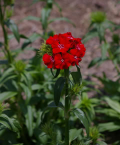 Dianthus 'Sweet Experimental Scarlet'