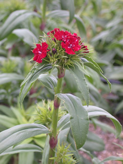 Dianthus 'Sweet Red'