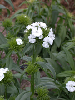 Dianthus 'Sweet White'