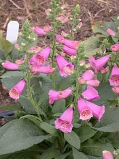 Digitalis 'Camelot Rose'