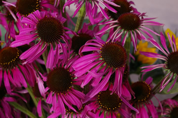 Echinacea 'Comet'