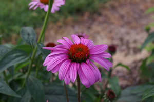 Echinacea purpurea 'Ruby Star'