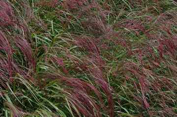 Eragrostis 'Rubysilk'