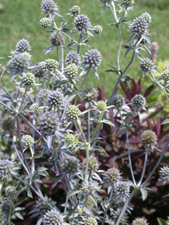 Eryngium 'Blaukappe'