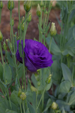 Eustoma 'ABC 2-3 Blue'