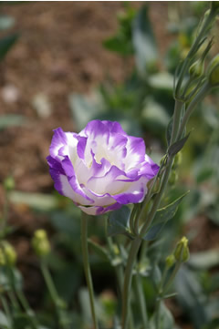 Eustoma 'ABC 2-3 Blue Rim'