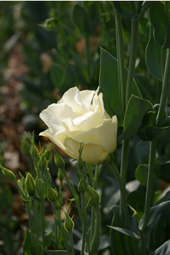 Eustoma 'ABC 2-4 Yellow'