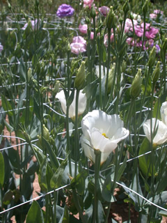 Eustoma 'Alice White'