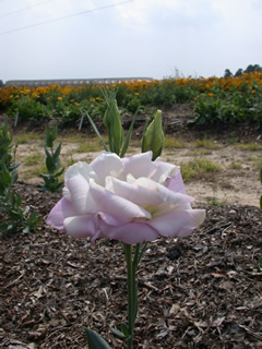 Eustoma 'Balboa Lavender'