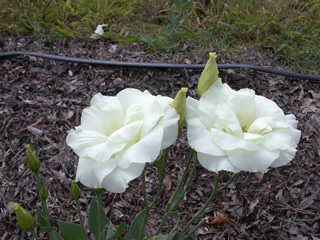 Eustoma 'Cinderella Ivory'