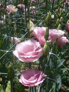 Eustoma 'Cinderella Pink'