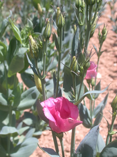 Eustoma 'Malibu Deep Rose'