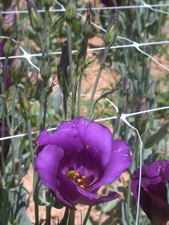 Eustoma 'Twinkle Deep Blue'