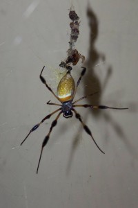 golden silk spider