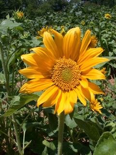 Helianthus 'Apricot Twist'