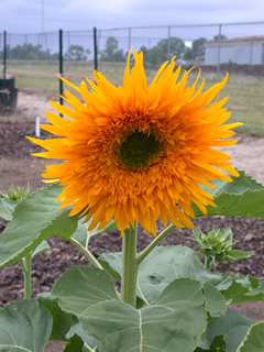 Helianthus 'Double Quick'