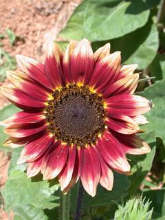 Helianthus annuus 'Florenza'