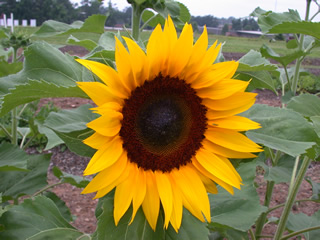 Helianthus 'Full Sun Improved'