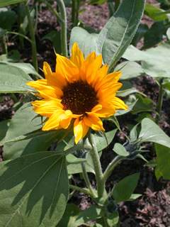 Helianthus 'Golden Glory'