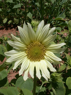 Helianthus 'Jade'