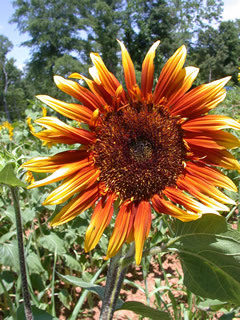 Helianthus 'The Joker'