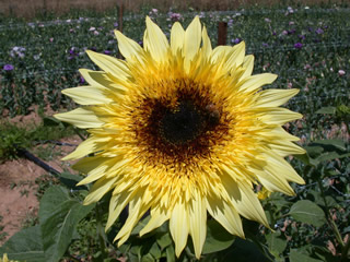 Helianthus 'Lemon Éclair'