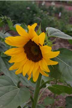 Helianthus 'Orange King'