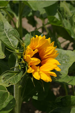 Helianthus 'Orange Queen'