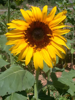 Helianthus 'Starburst Panache'