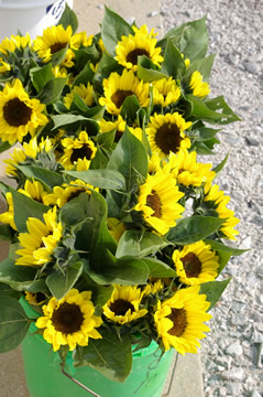 Sunflower 'Premier Lemon'