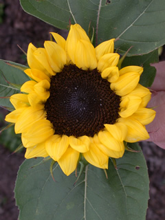 Helianthus 'ProCut Lemon'