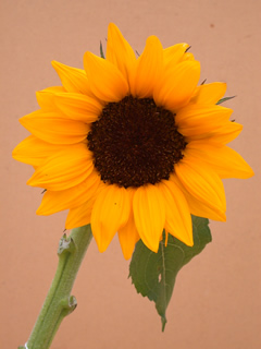 Helianthus 'ProCut Orange'