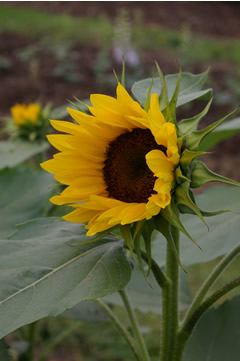 Helianthus 'Pro Cut Peach'