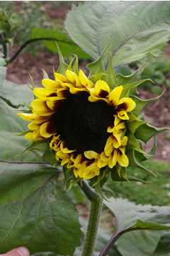 Helianthus 'Pro Cut Red/Lemon Bicolor'