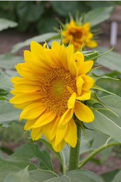 Helianthus 'Pro Cut Yellow Lite'