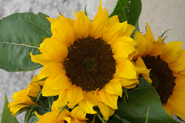 Sunflower 'Solara'