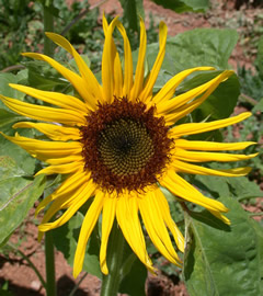 Helianthus 'Stella Gold'