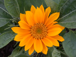 Helianthus F1 'Sunrich Gold'