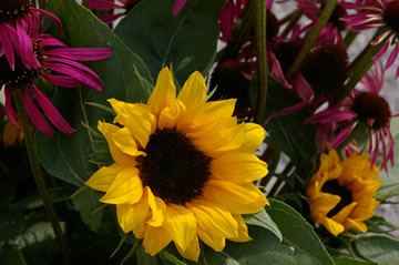 Sunflower 'Sunrich Orange Summer'