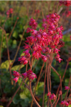 Heuchera 'Florist's Choice'